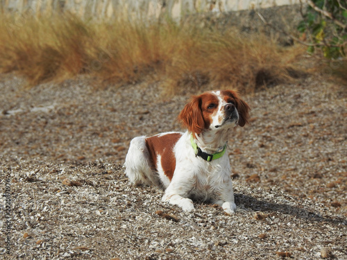 Spaniel breton