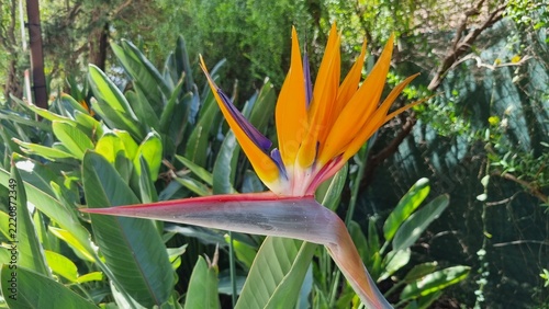 Exotic Strelitzia reginae bird of paradise flower in green garden.