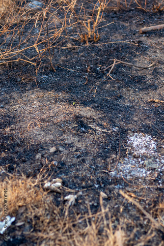 Burnt Ground With Ash After Forest Fire