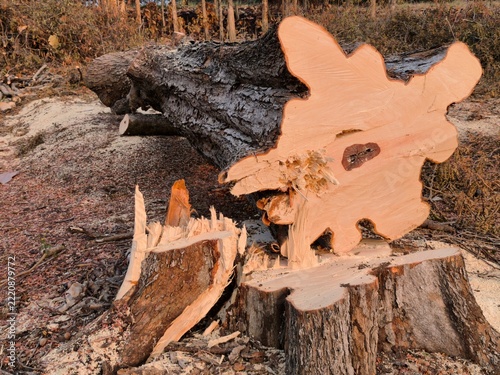 Fotografie Large felled tamarind tree trunk lying near fresh cut stump showing natural wood texture