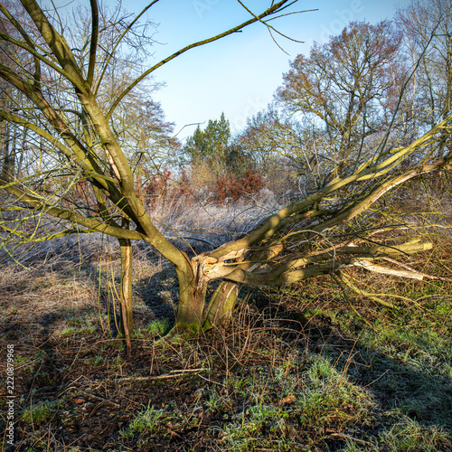 Storm damaged tree in the forest