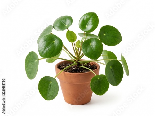 Beautiful Pilea Peperomioides Plant Growing in a Classic Terracotta Clay Pot Isolated on a Clean White Background for Interior Home Decoration