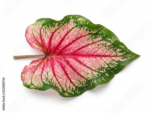 Exquisite Heart Shaped Caladium Leaf Featuring Vibrant Pink and Green Tropical Foliage Isolated on a Clean White Background for Botanical Design