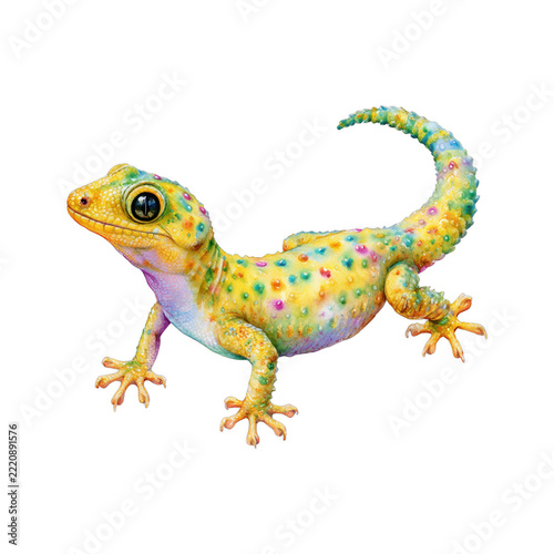 Colorful tropical gecko, isolated on transparent background
