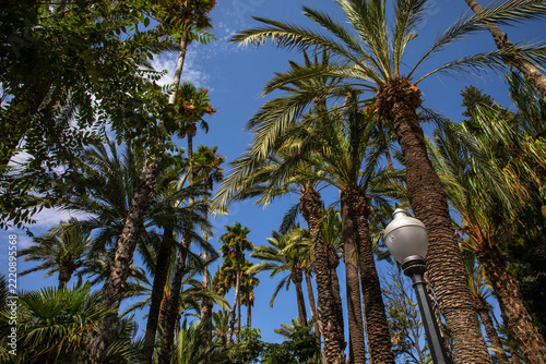 Palm Trees in Parc Municipal, Elche, Spain