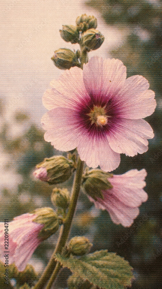 Fototapeta premium Delicate floral beauty captured artistically mobile wallpaper