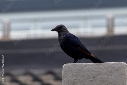 Dark Bird with Rust-Coloured Wing Feathers Perched on a Concrete Wall