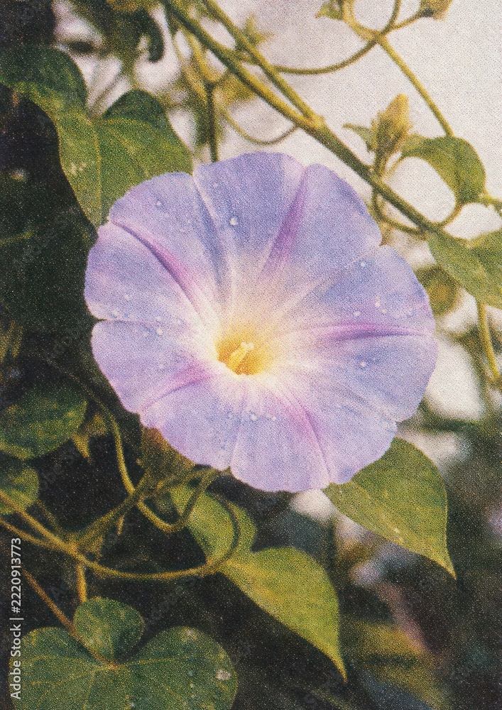 Fototapeta premium Vibrant morning glory bloom