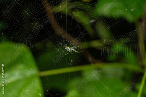 spider on web