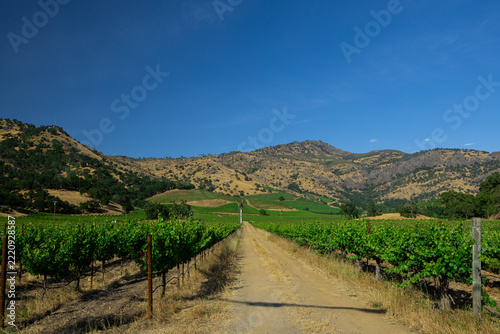Dirt Road Through Napa Valley Vineyard Toward Golden Oak Hills — grapevines (Vitis vinifera) lining a country farm road under deep blue sky, California wine country with copy space