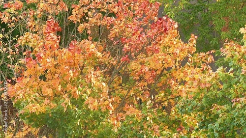 Leaves of trees and shrubs in autumn colors sway gently in the gusts of wind.