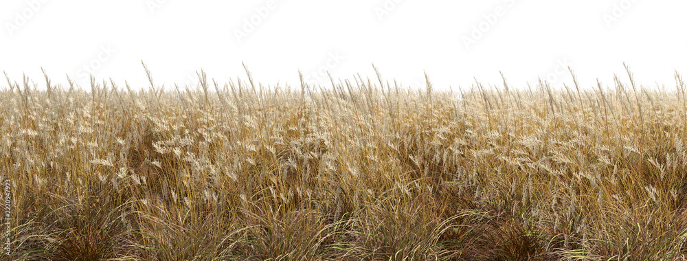 Fototapeta premium Golden wild feathers grass meadows cut out transparent backgrounds 3d render png