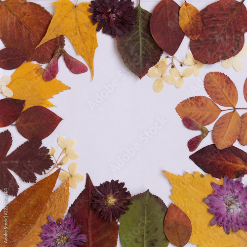 autumn leaves on a white background