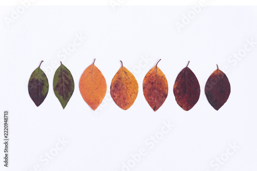 set of autumn leaves isolated