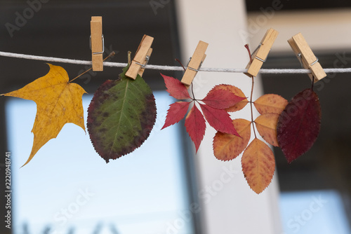 autumn leaves hanging on clothesline