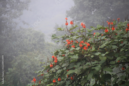 Flowers of a Himalayan Coral Tree on a rainy day in Darjeeling, India.