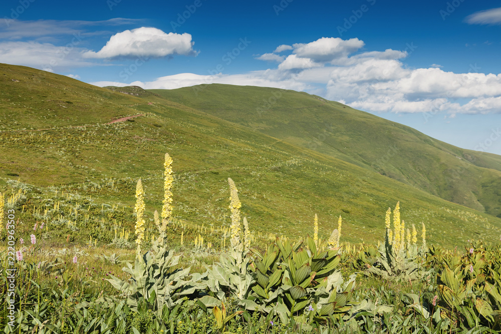 Fototapeta premium Mullein flowers blooming with green hills under a blue sky, representing nature's beauty, growth, and summer wilderness