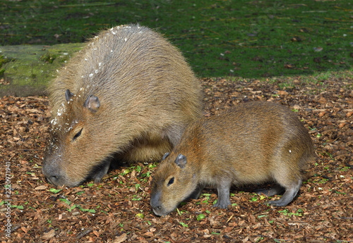Adult Capybara and its young pup foraging