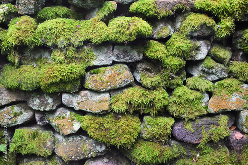 Rustic dry-stone wall covered in patches of vibrant green moss and lichen-dappled rocks