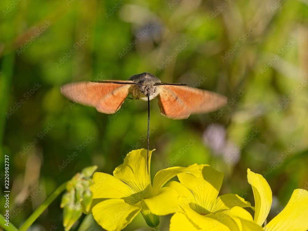 Obraz premium Sfinge del galio - Macroglossum stellatarum
