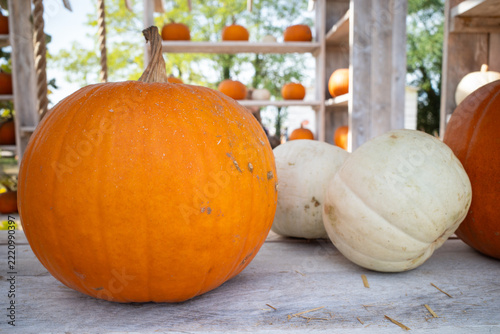 Orange and White Pumpkins in Close Up on a Rustic Wooden Surface, Autumn Harvest Decor
