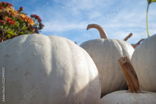 White Pumpkins in Autumn, Natural Decorative Gourds for Fall and Halloween
