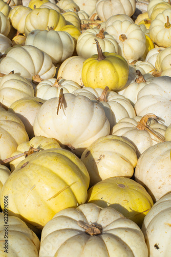 White and Yellow Pumpkins, Autumn Harvest and Seasonal Background