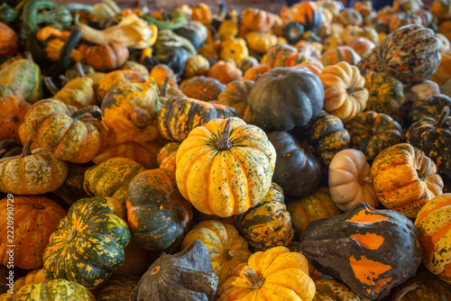 Colorful Assorted Pumpkins and Gourds Top View, Autumn Harvest Seamless Texture Background
