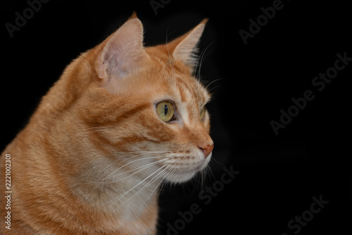 Close-up profile portrait of a cute ginger tabby cat looking attentively, isolated on a solid black background. Ideal for pet food branding, veterinary care, and animal blogs.