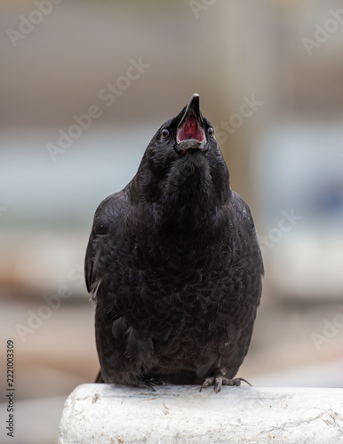 American crow calling