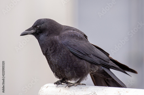 American Crow on Boat