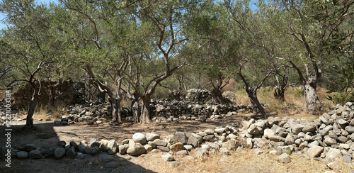 An olive grove in the abandoned French village