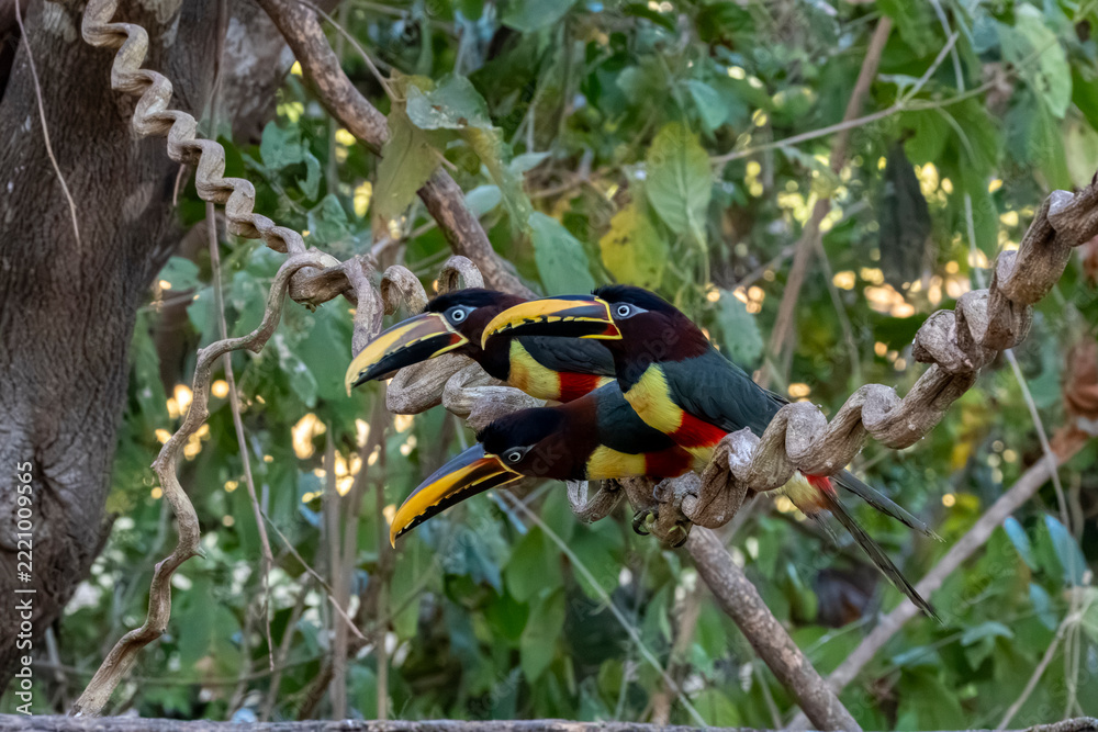 Fototapeta premium toucan on a tree