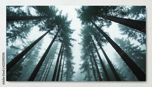 Upward through the fog: the dance of pine trunks