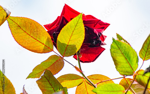 rosa vermelha