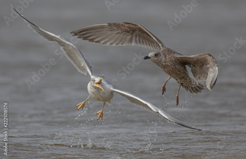 Herring Gull - at the seashore in autumn