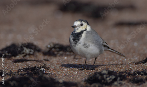 The White Wagtail - adult bird at a seashore on the autumn migration way