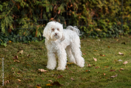 A beautiful small mixed-breed dog frolics and poses in an autumn garden.