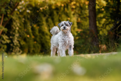 A beautiful small mixed-breed dog frolics and poses in an autumn garden.