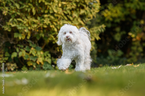 A beautiful small mixed-breed dog frolics and poses in an autumn garden.