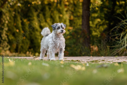 A beautiful small mixed-breed dog frolics and poses in an autumn garden.