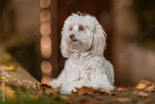 A beautiful small mixed-breed dog frolics and poses in an autumn garden.