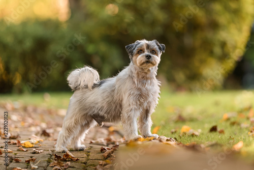A beautiful small mixed-breed dog frolics and poses in an autumn garden.