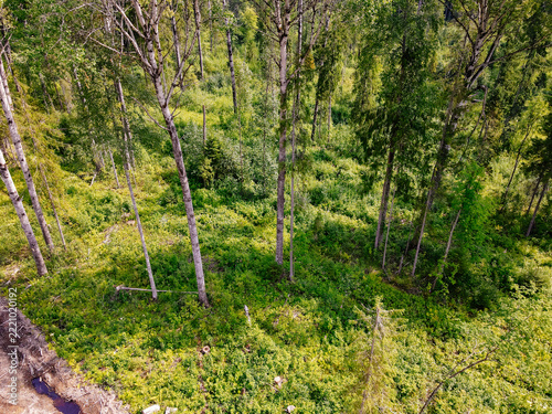 A sparse, cleared forest, captured from above by a drone.