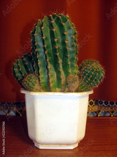 Green cacti in a plastic pot against a warm background