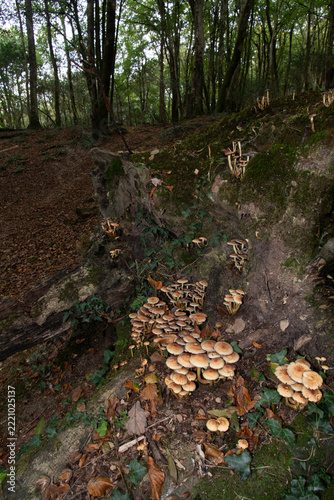 Fungi in the woods at Lerryn Cornwall 