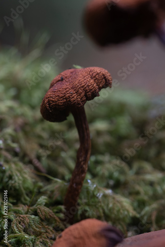 Macro image of Fungi in the woods at Lerryn Cornwall 