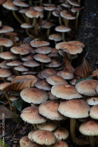 Fungi in the woods at Lerryn Cornwall 