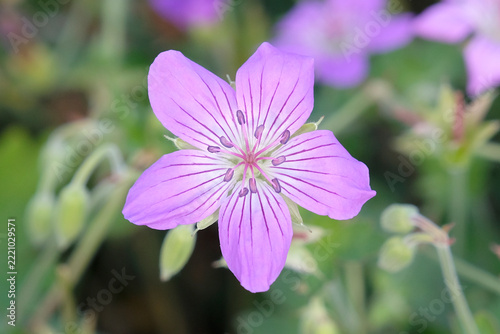 Purple Geranium wlassovianum ‘Blue Star’, hardy Wlassov's cranesbill in flower.