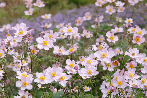 Pale pink Anemone x hybrida ‘Robustissima’ commonly known as Japanese Anemone or Grapeleaf Anemone, in flower.
